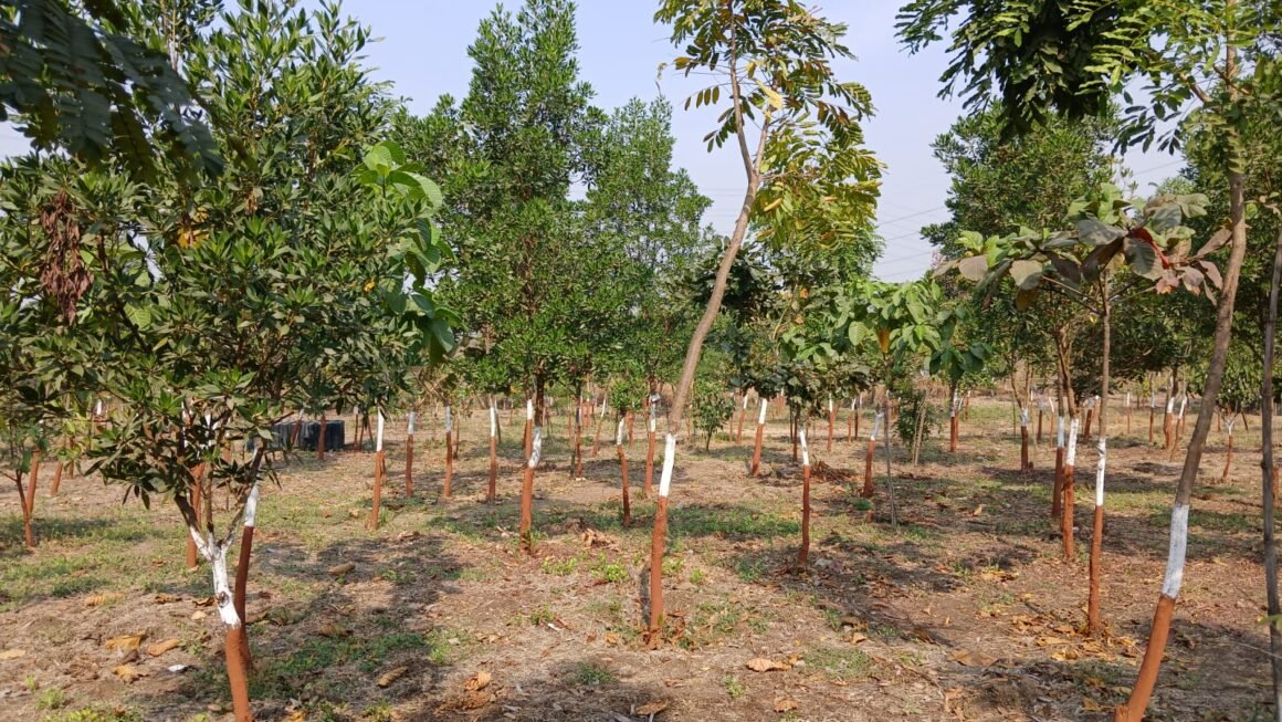 माळरान ते हिरवाई; निर्जीव वन जमिनीला केले हरित समृद्ध