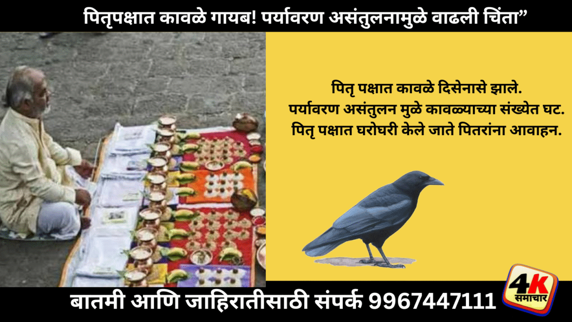 पितृपक्षात कावळे गायब! पर्यावरण असंतुलनामुळे वाढली चिंता”